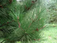Pinus tabuliformis