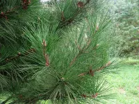 Pinus tabuliformis - チュウゴクアカマツ - クリックして拡大する