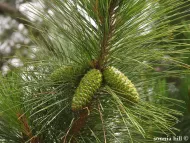 Pinus taeda