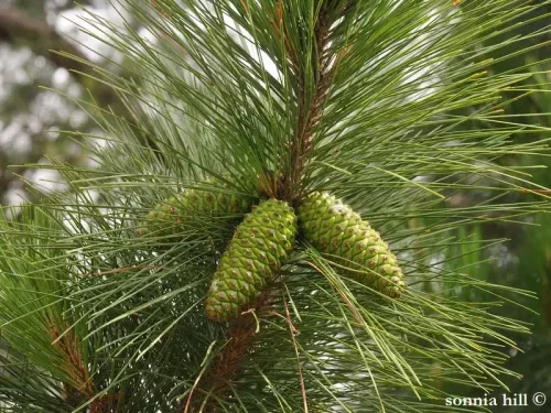 Pinus taeda - テーダマツ