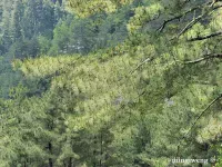 Pinus taiwanensis - タイワンアカマツ - クリックして拡大する