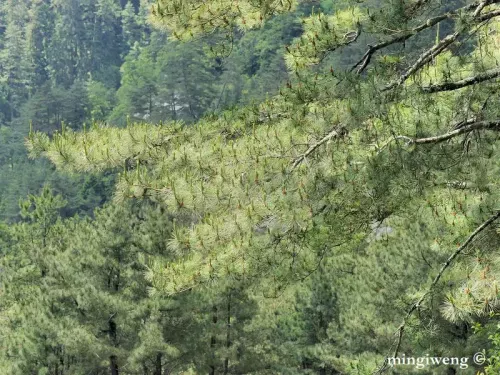 Pinus taiwanensis - タイワンアカマツ
