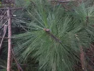 Pinus tecunumanii