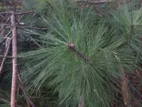 Pinus tecunumanii - テクンウマンマツ - クリックして拡大する