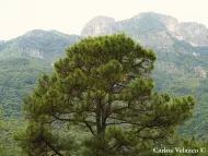 Pinus teocote