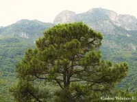 Pinus teocote - アステカマツ , フミヨマツ - クリックして拡大する