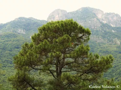 Pinus teocote - アステカマツ , フミヨマツ