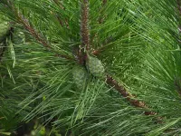 Pinus thunbergii - クロマツ - クリックして拡大する