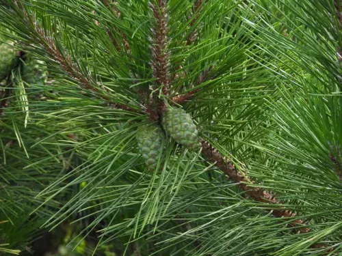 Pinus thunbergii - クロマツ