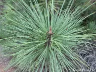 Pinus torreyana