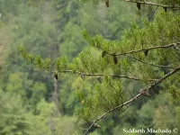 Pinus virginiana - バ－ジニアマツ - クリックして拡大する