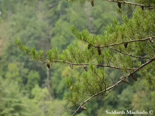 Pinus virginiana - バ－ジニアマツ