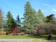 Pinus wallichiana