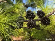 Pinus yunnanensis