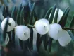 Pseudotaxus - シロミイチイ属
