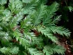 Sequoia - イチイモドキ属