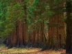 Sequoiadendron - セコイアデンドロン属