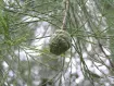 Taxodium - ヌマスギ属